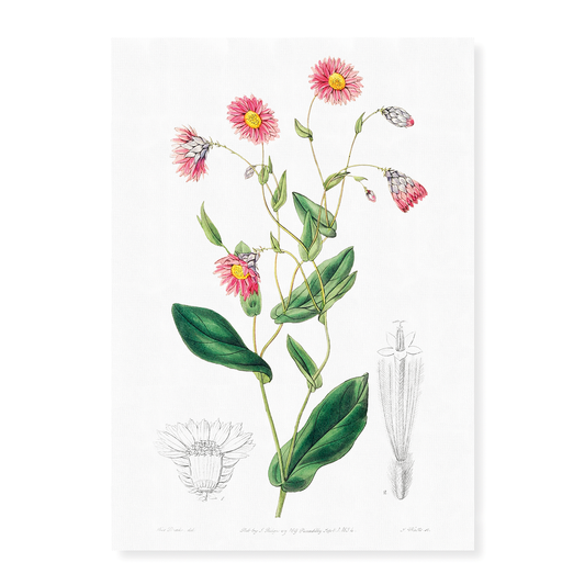 Captain Mangle's rhodanthe - Art Print