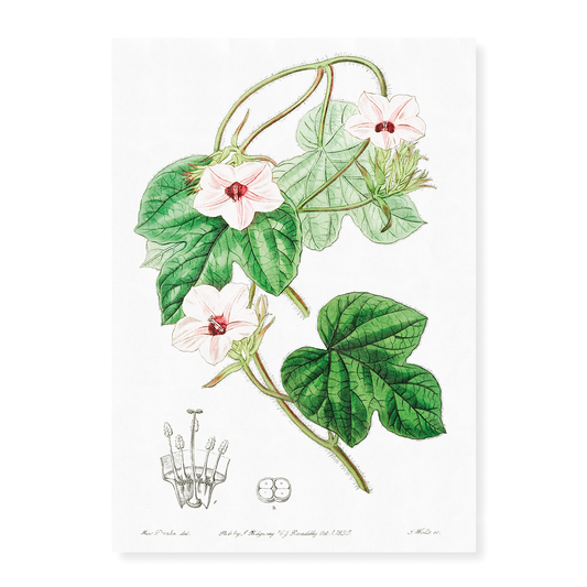 Mr.Aiton's ipomoea - Art Print