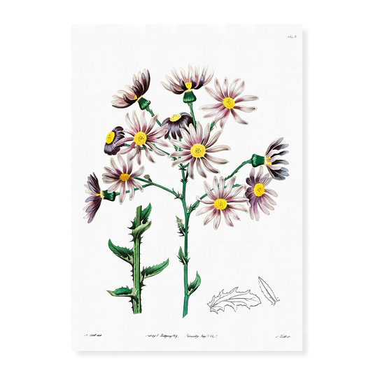 Lilac senecio - Art Print