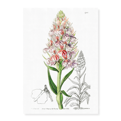 Leafy spiked orchis - Art Print