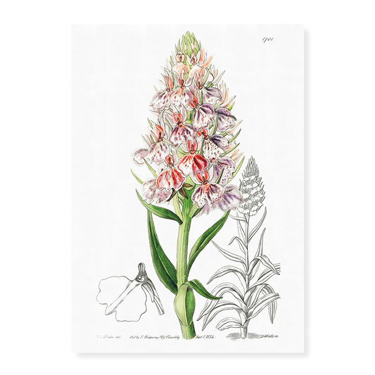 Leafy spiked orchis - Art Print