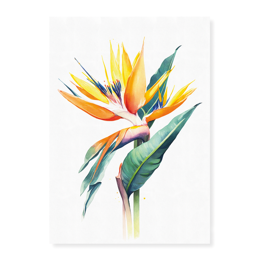 Strelitzia III - Art Print