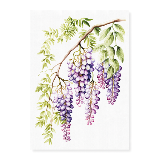 wisteria 1 - Art Print