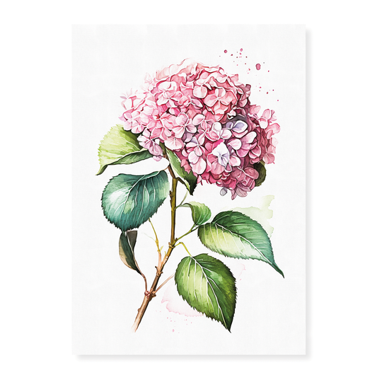 Hydrangea 1 - Art Print