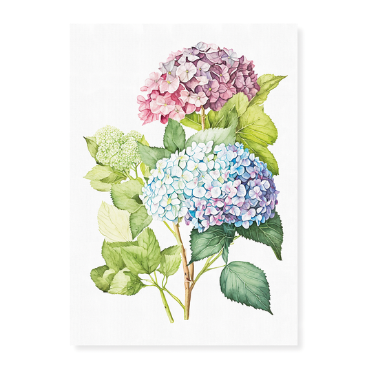 Hydrangea 2 - Art Print