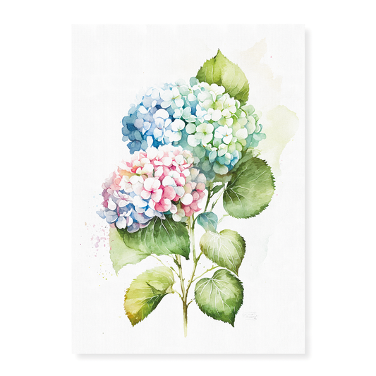 Hydrangea 3 - Art Print
