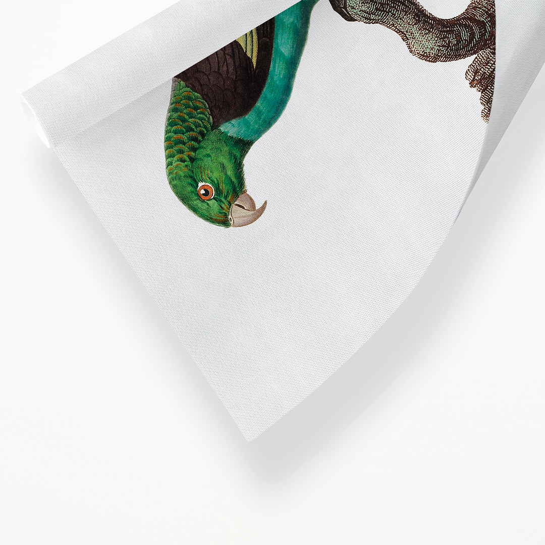Black-winged Parakeet - Art Print