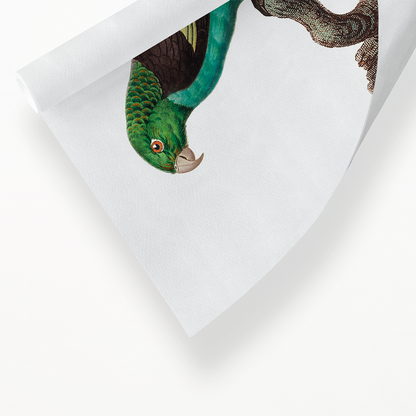 Black-winged Parakeet - Art Print