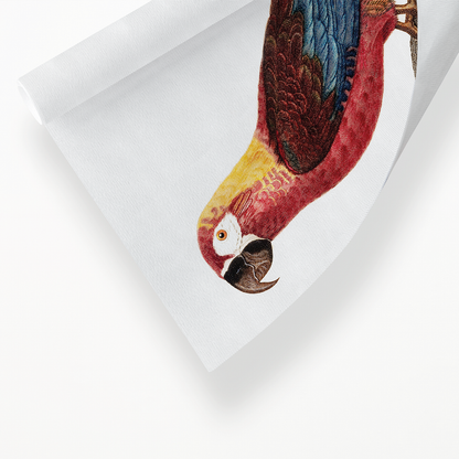 Cuban Macaw, Ara tricolor - Art Print