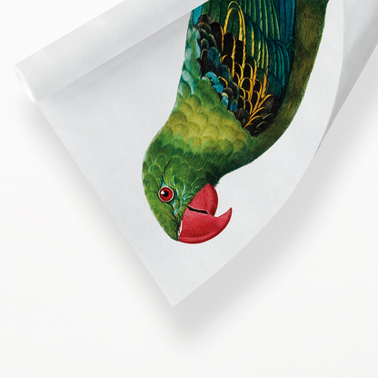 Great-Billed Parrot, Tanygnathus megalorynchos  - Art Print