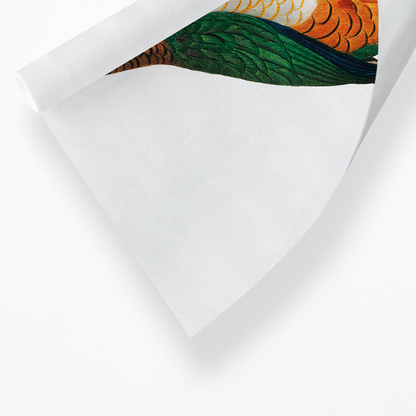 The Black-Headed Parrot, Pionites melanocephalus  - Art Print
