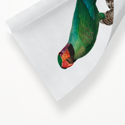The Blossom-Headed Parakeet with Red Cheeks   - Art Print