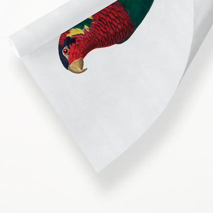 The Blue-Headed Lorikeet (Trichoglossus haematodus)   - Art Print