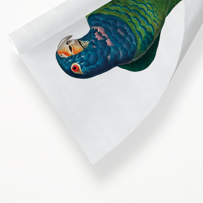 The Blue-Headed Parrot, Pionus menstruus  - Art Print