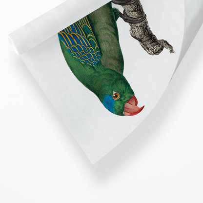 The Blue-Naped Parrot, Tanygnathus lucionensis  - Art Print