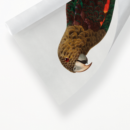 The Brown-Necked Parrot, Poicephalus fuscicollis from Natural History of Parrots - Art Print