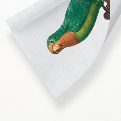 The brown-throated parakeet, Eupsittula pertinax  - Art Print
