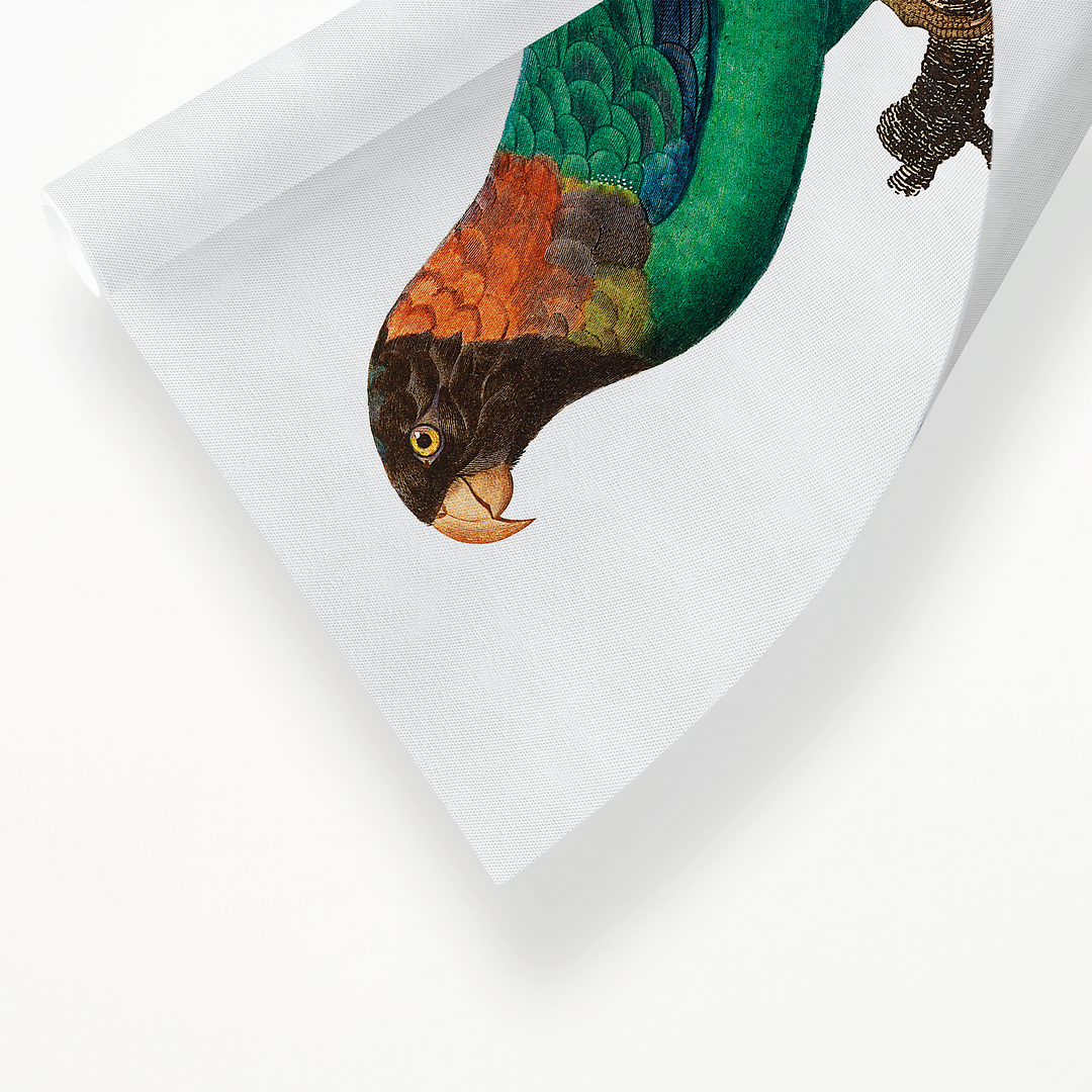 The Caica Parrot, Pyrilia caica  - Art Print