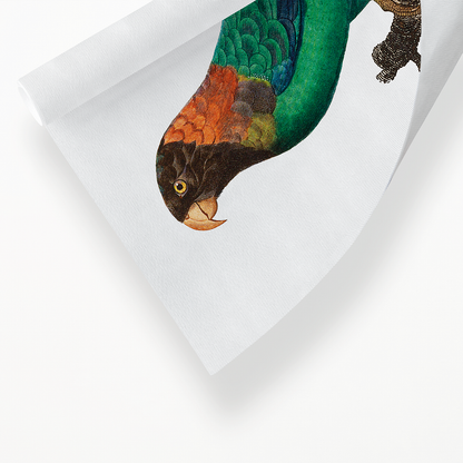 The Caica Parrot, Pyrilia caica  - Art Print