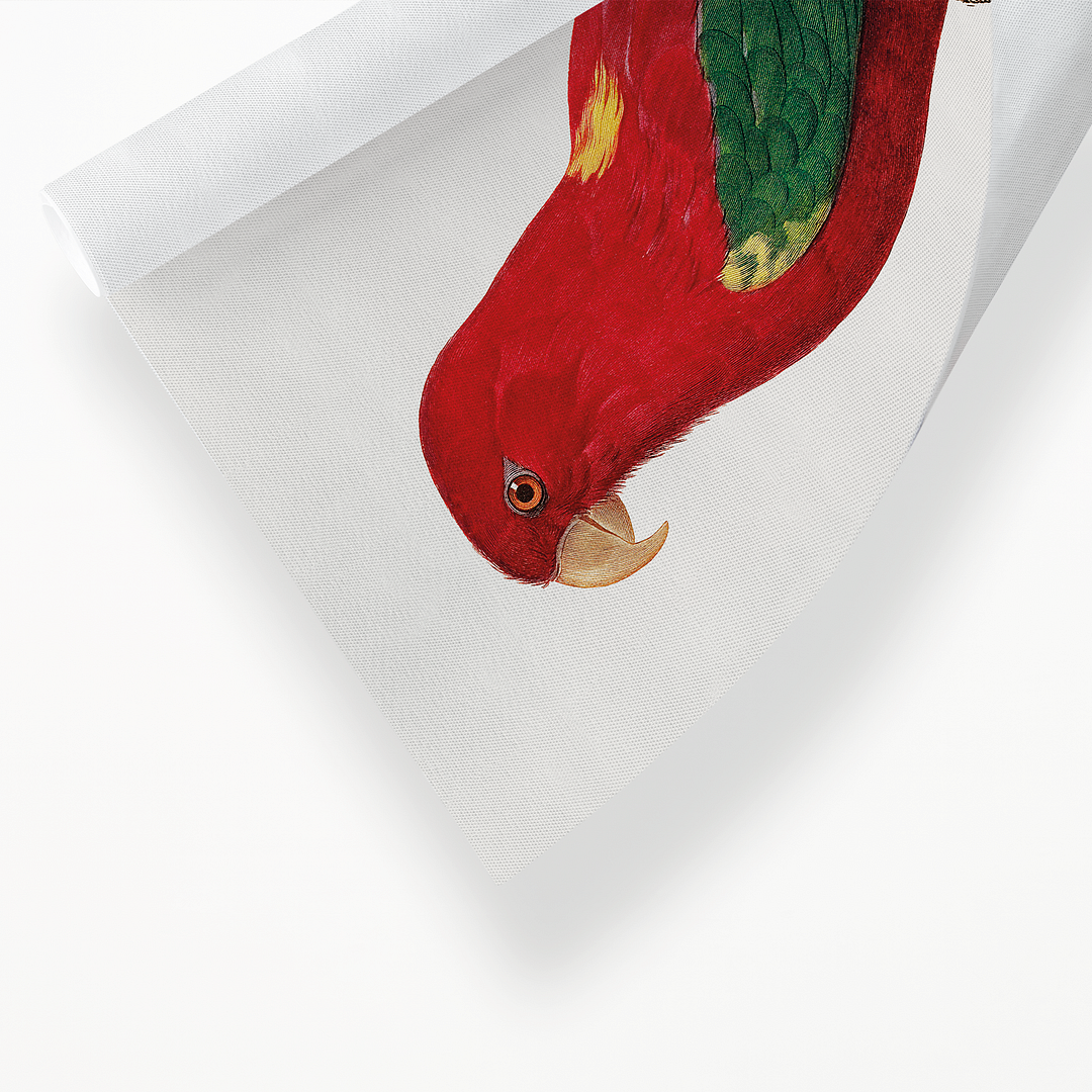The Chattering Lory, Lorius garrulus  - Art Print