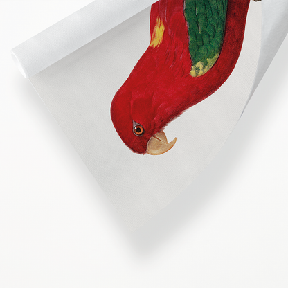 The Chattering Lory, Lorius garrulus  - Art Print