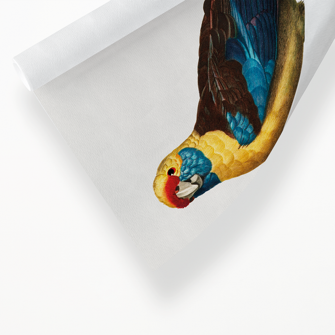 The Crimson Rosella, Platycercus elegans  - Art Print