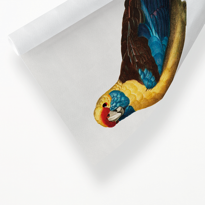 The Crimson Rosella, Platycercus elegans  - Art Print