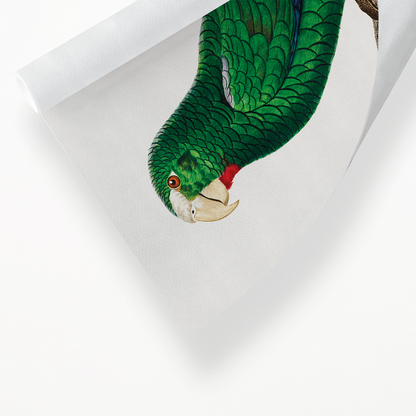 The Cuban Amazon, Amazona leucocephala, male III - Art Print