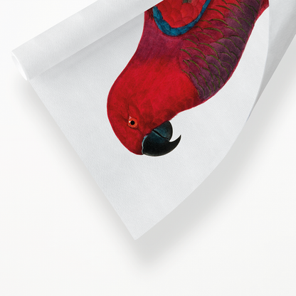 The Eclectus Parrot  - Art Print