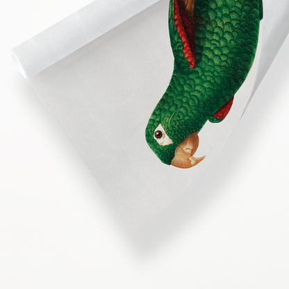 The Eclectus Parrot, Eclectus roratus  - Art Print