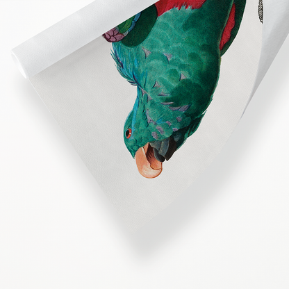 The Eclectus Parrot, Eclectus roratus    - Art Print