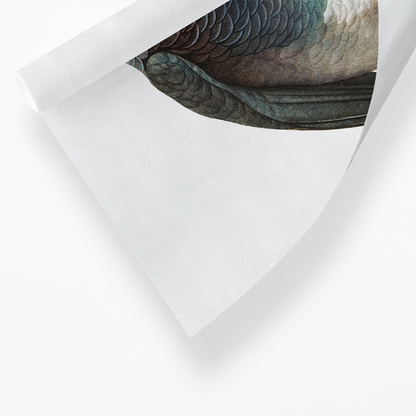 The Grey Parrot, Psittacus erithacus  III - Art Print