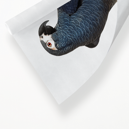 The Grey Parrot, Psittacus erithacus  IV - Art Print