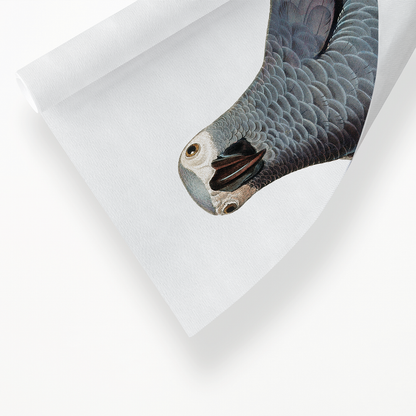 The Grey Parrot, Psittacus erithacus  V - Art Print
