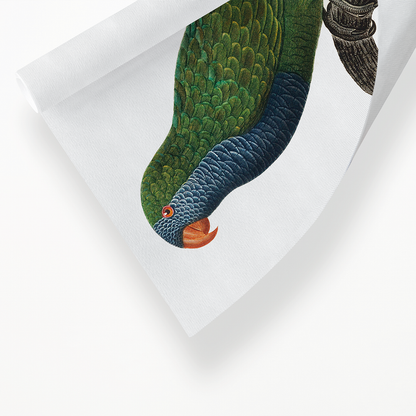The Monk Parakeet, Myiopsitta monachus  - Art Print