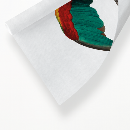 The Orange-Cheeked Parrot, Pyrilia barrabandi  - Art Print