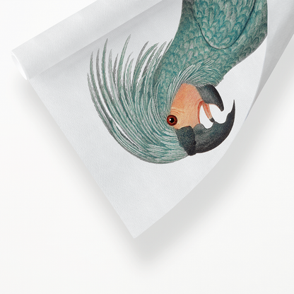 The Palm Cockatoo Probosciger aterrimus I - Art Print