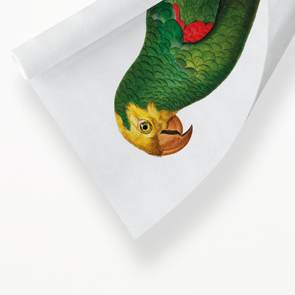 Yellow-Fronted Amazon, Amazona ochrocephala I - Art Print
