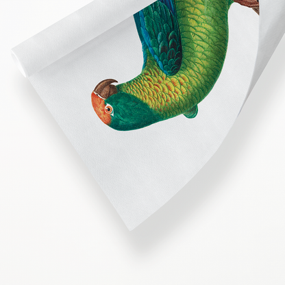 The Peach-Fronted Parakeet, Eupsittula aurea  - Art Print