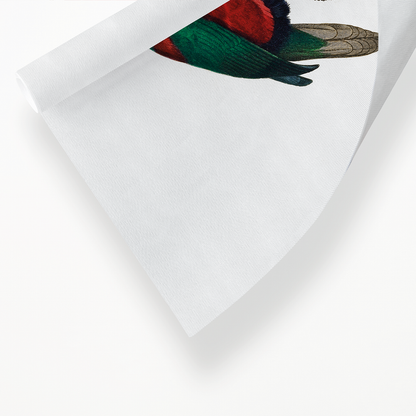 The Phigy Parrot, Psittacus phigy  - Art Print