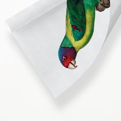 The Plum-Headed Parakeet  - Art Print