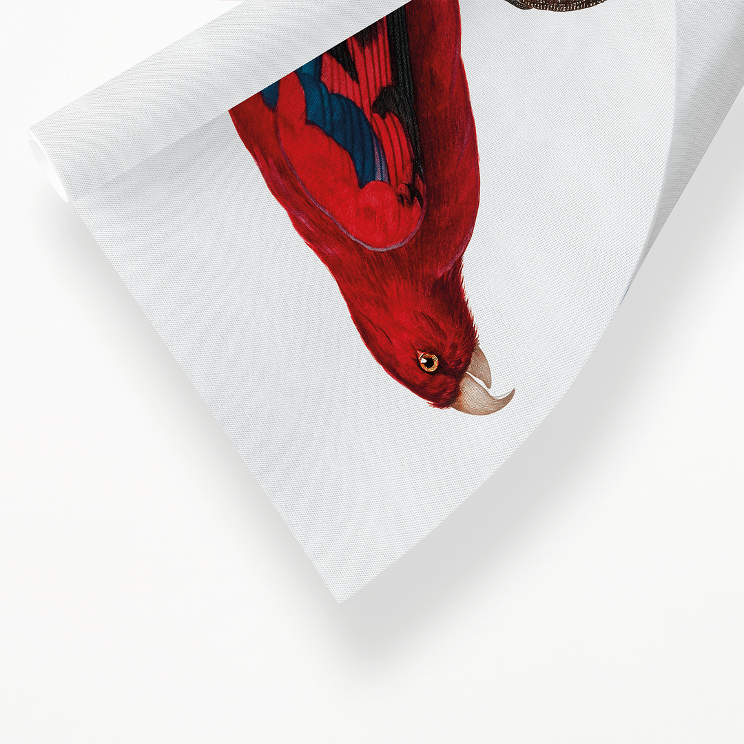The Red Lory, Eos bornea  I - Art Print