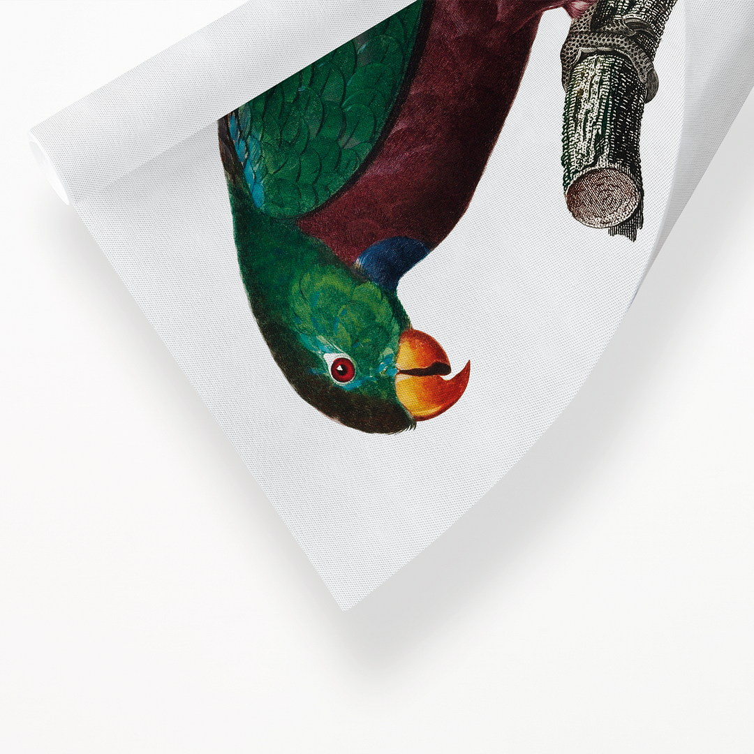 The Red-Billed Parrot, Pionus sordidus  - Art Print