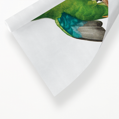 The Red-Cheeked Parrot, Geoffroyus geoffroyi, male  - Art Print