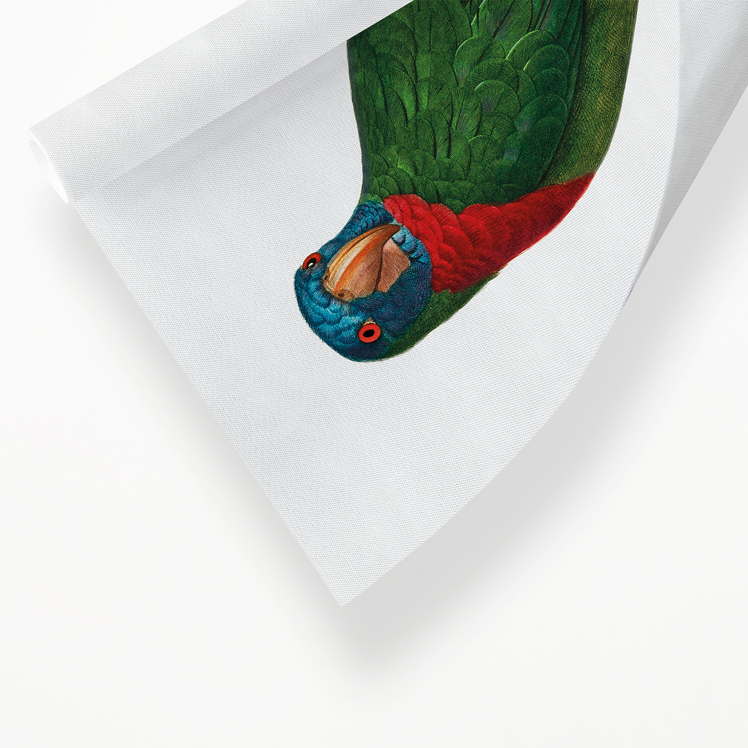 The Red-Necked Amazon, Amazona arausiaca  - Art Print