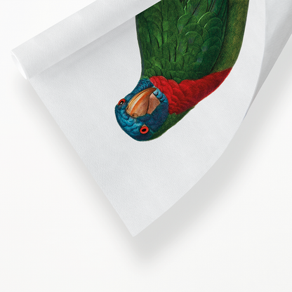 The Red-Necked Amazon, Amazona arausiaca  - Art Print