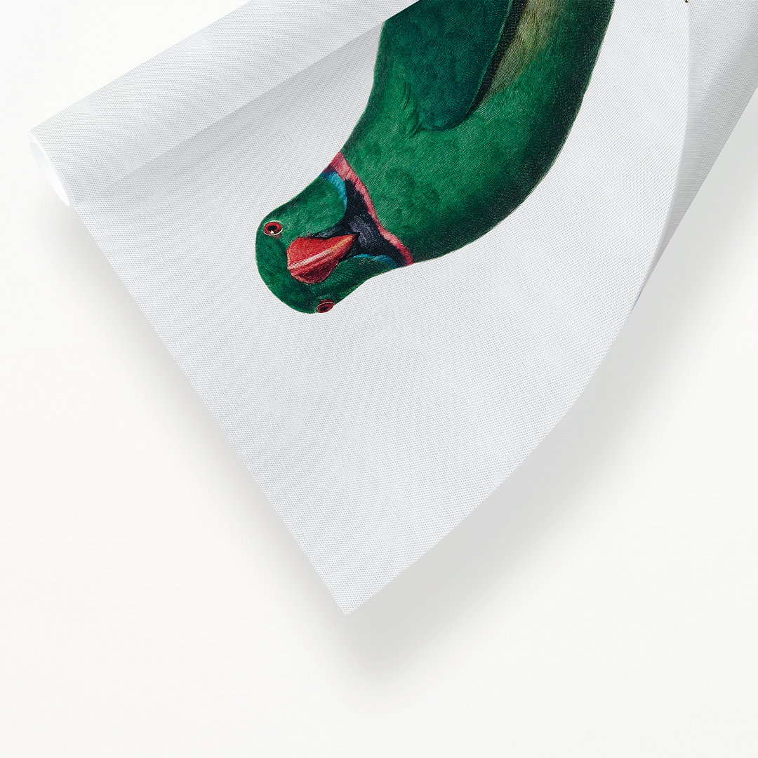The Rose-Ringed Parakeet, Psittacula krameri I - Art Print
