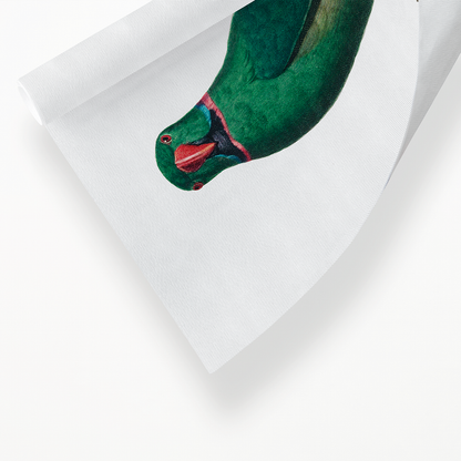 The Rose-Ringed Parakeet, Psittacula krameri I - Art Print