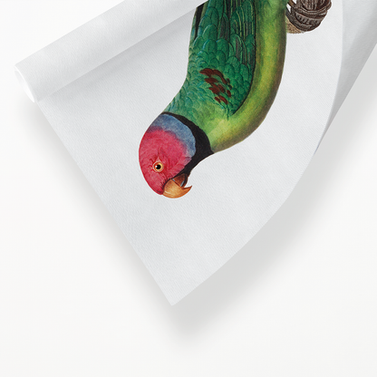 The Rose-Ringed Parakeet, Psittacula krameri II - Art Print