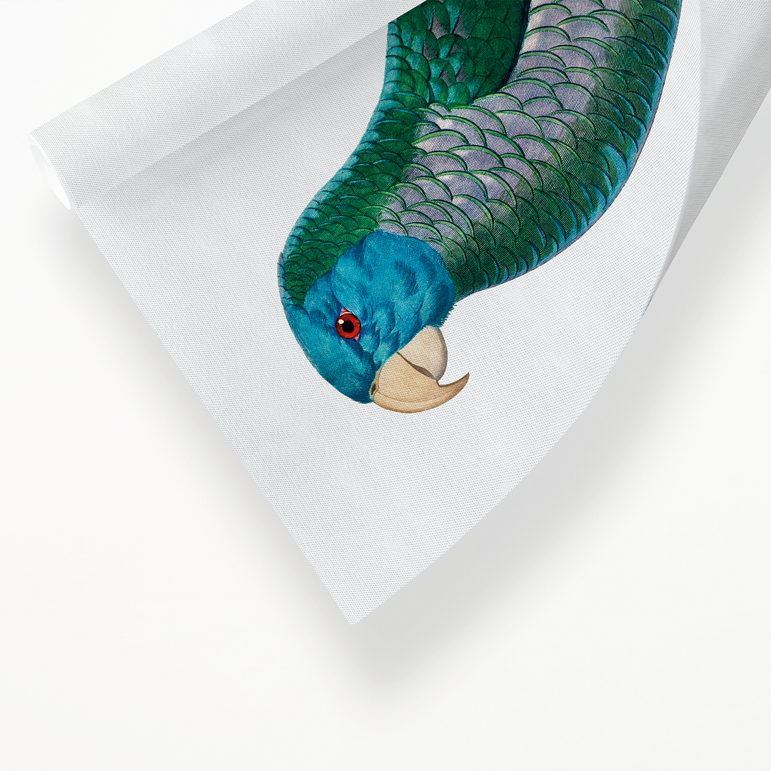 The Saint Lucia amazon, Amazona versicolor  - Art Print